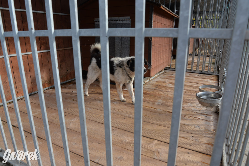 Tarnowskie Góry. Zwycięzcy do adopcji!