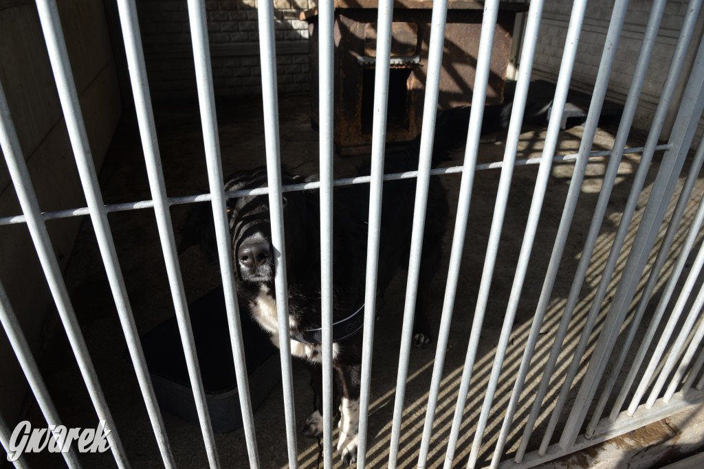 Tarnowskie Góry. Zwycięzcy do adopcji!