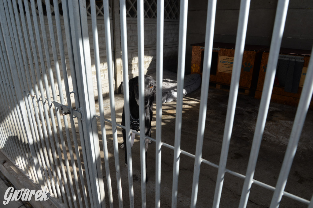 Tarnowskie Góry. Zwycięzcy do adopcji!