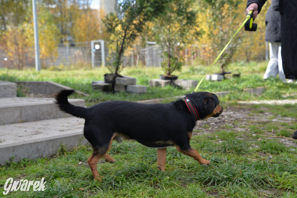 Tarnowskie Góry. Zwycięzcy do adopcji!