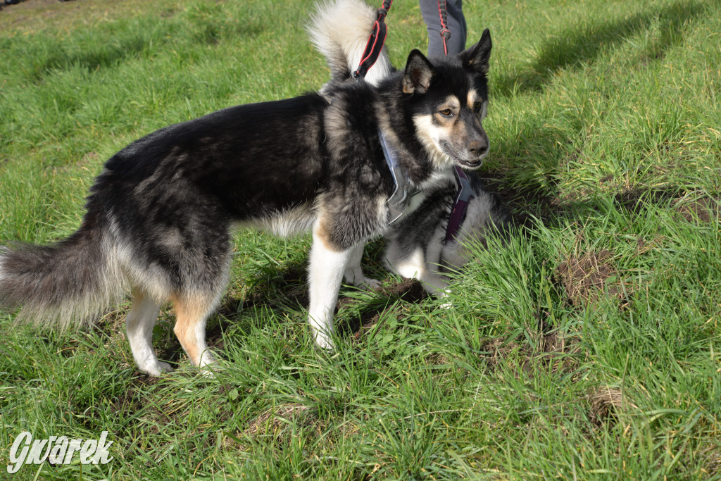 Tarnowskie Góry. Zwycięzcy do adopcji!