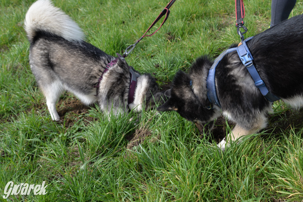 Tarnowskie Góry. Zwycięzcy do adopcji!