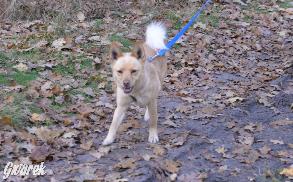 Tarnowskie Góry. Zwycięzcy do adopcji!