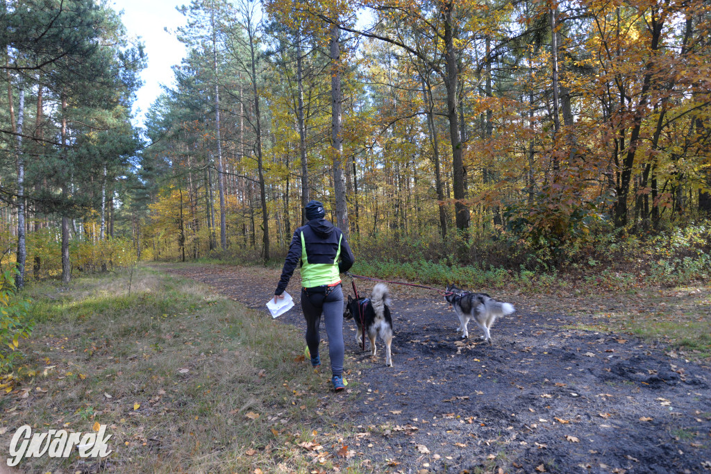 Tarnowskie Góry. Zwycięzcy do adopcji!