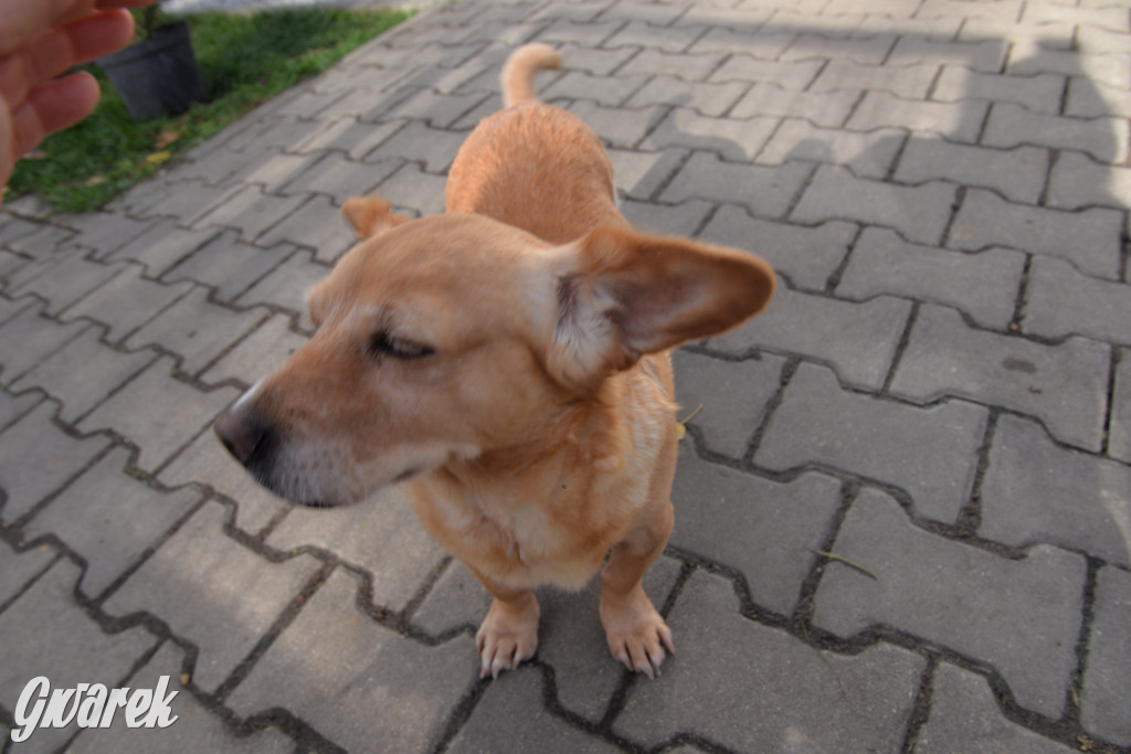 Tarnowskie Góry. Zwycięzcy do adopcji!