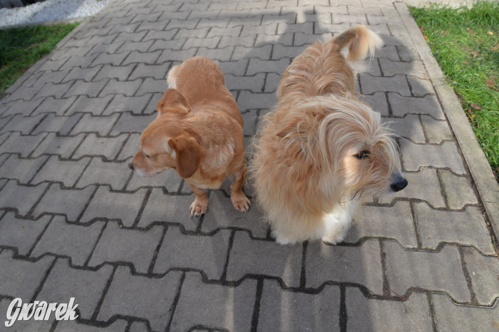 Tarnowskie Góry. Zwycięzcy do adopcji!