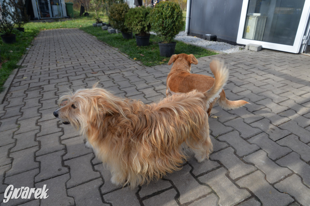 Tarnowskie Góry. Zwycięzcy do adopcji!