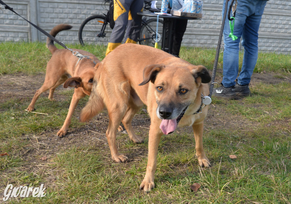 Tarnowskie Góry. Zwycięzcy do adopcji!