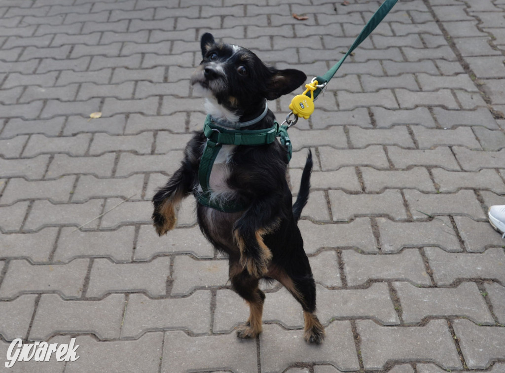 Tarnowskie Góry. Zwycięzcy do adopcji!