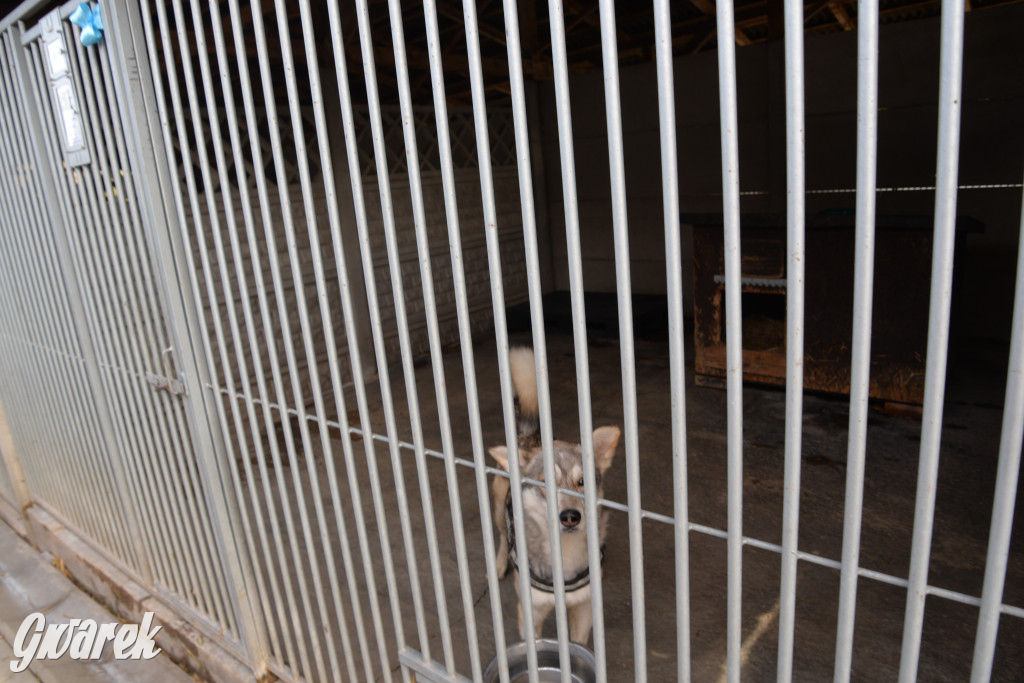 Tarnowskie Góry. Zwycięzcy do adopcji!