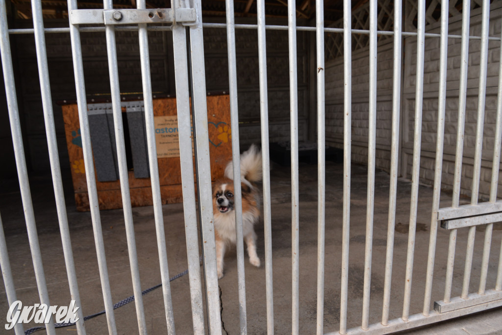 Tarnowskie Góry. Zwycięzcy do adopcji!