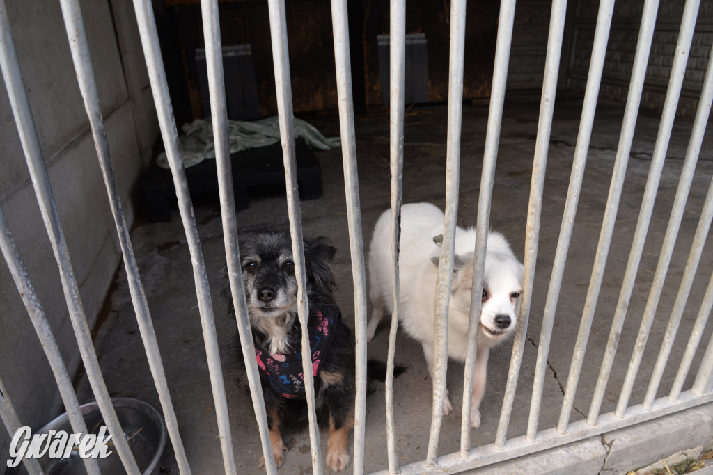 Tarnowskie Góry. Zwycięzcy do adopcji!