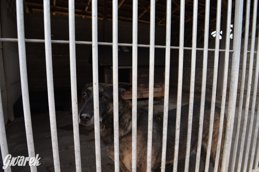Tarnowskie Góry. Zwycięzcy do adopcji!