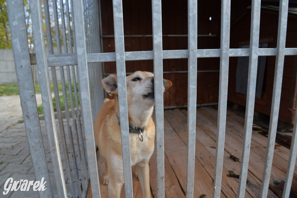 Tarnowskie Góry. Zwycięzcy do adopcji!