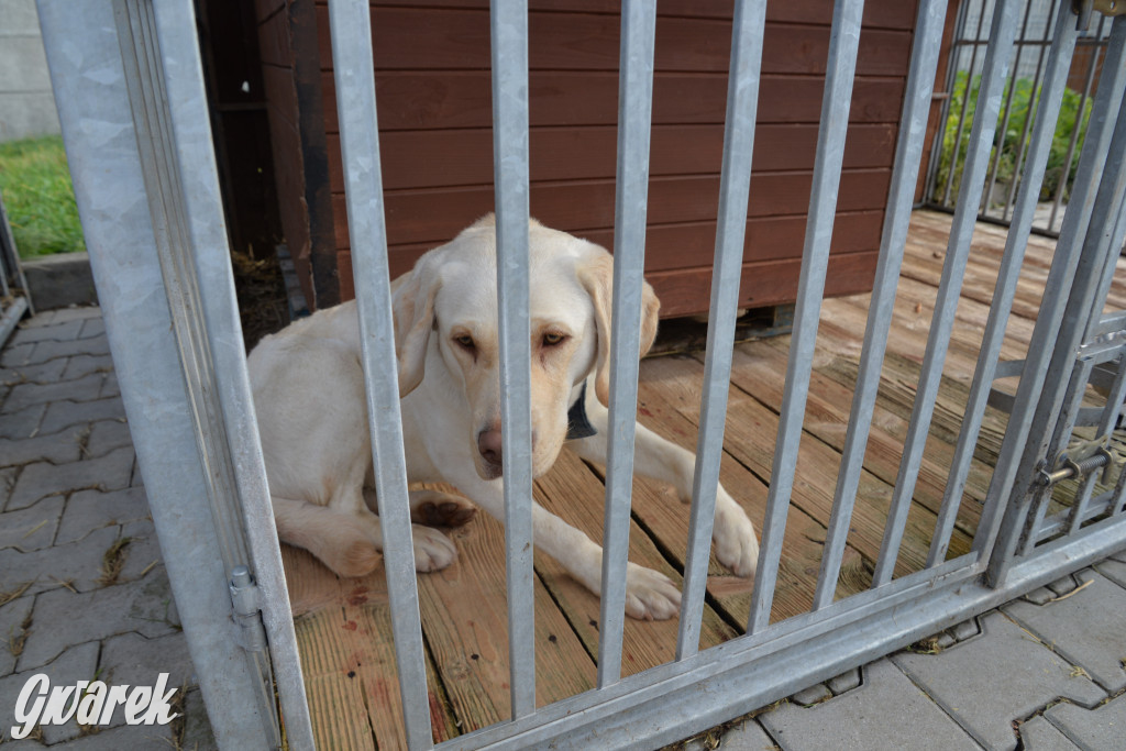 Tarnowskie Góry. Zwycięzcy do adopcji!