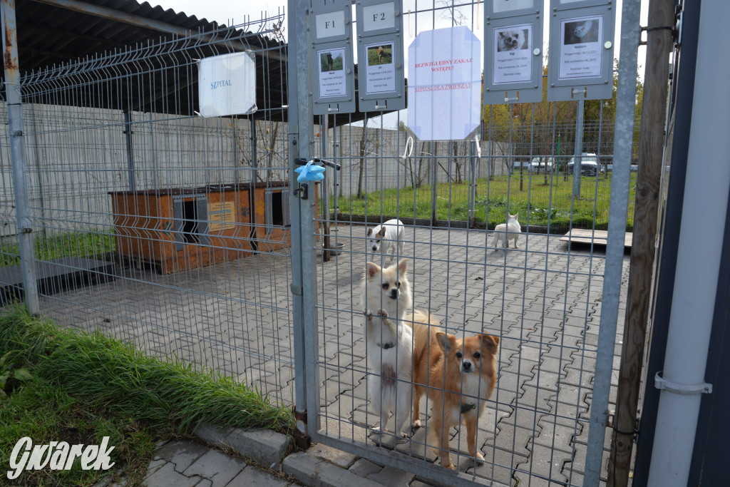 Tarnowskie Góry. Zwycięzcy do adopcji!
