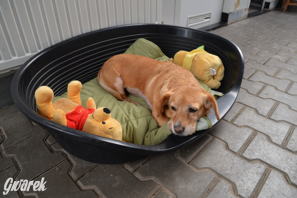 Tarnowskie Góry. Zwycięzcy do adopcji!