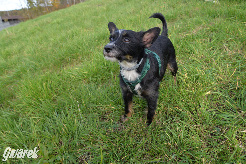 Tarnowskie Góry. Zwycięzcy do adopcji!