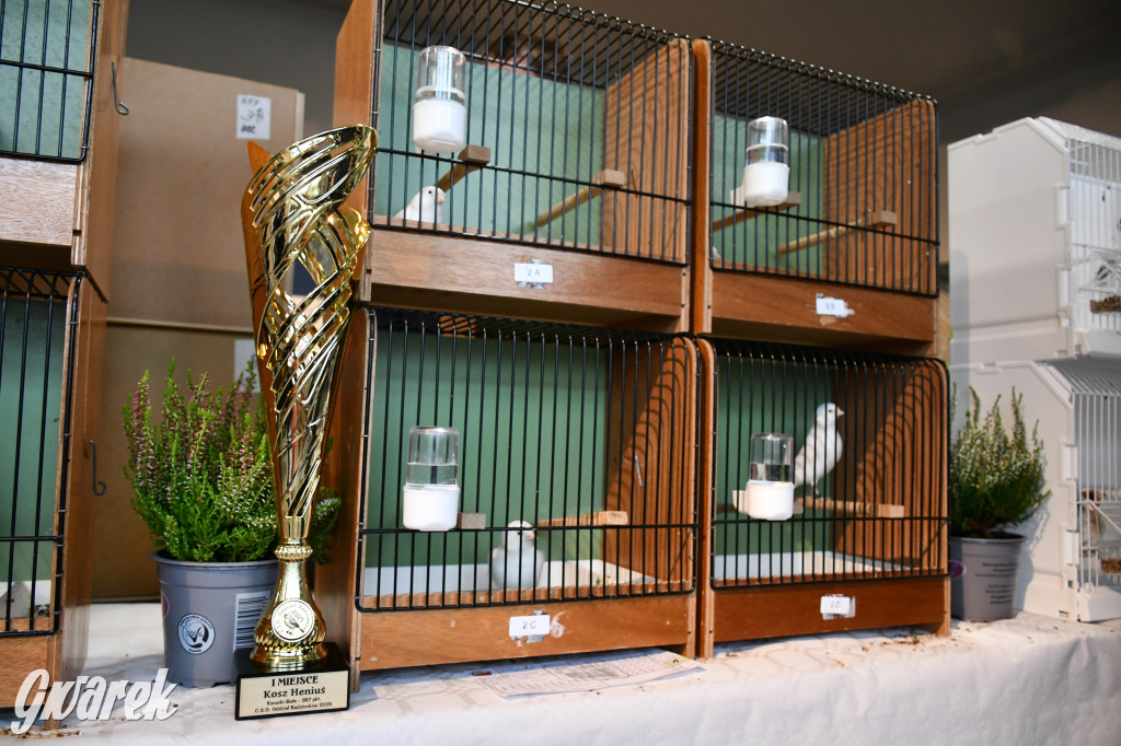 Radzionków. Kanarki i nie tylko, udana wystawa