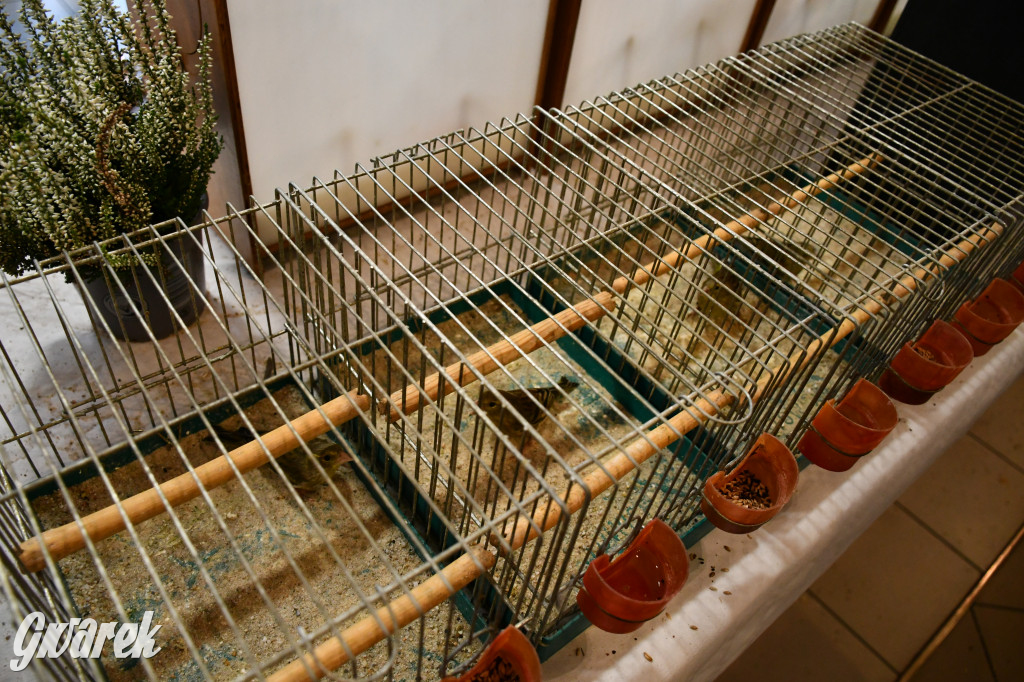 Radzionków. Kanarki i nie tylko, udana wystawa