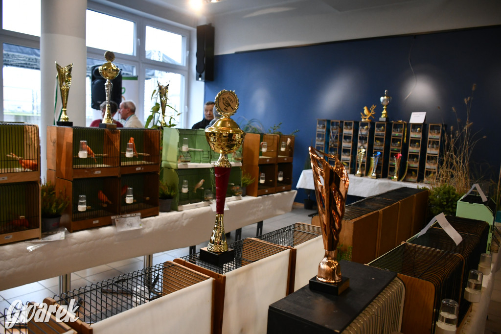 Radzionków. Kanarki i nie tylko, udana wystawa