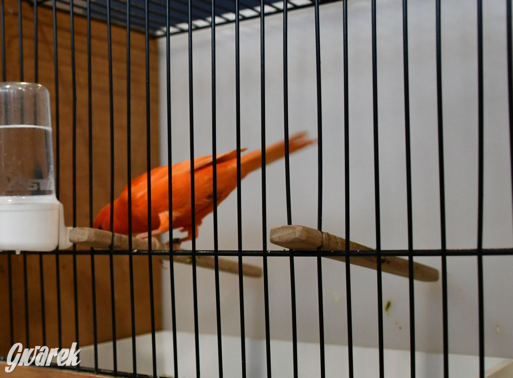 Radzionków. Kanarki i nie tylko, udana wystawa