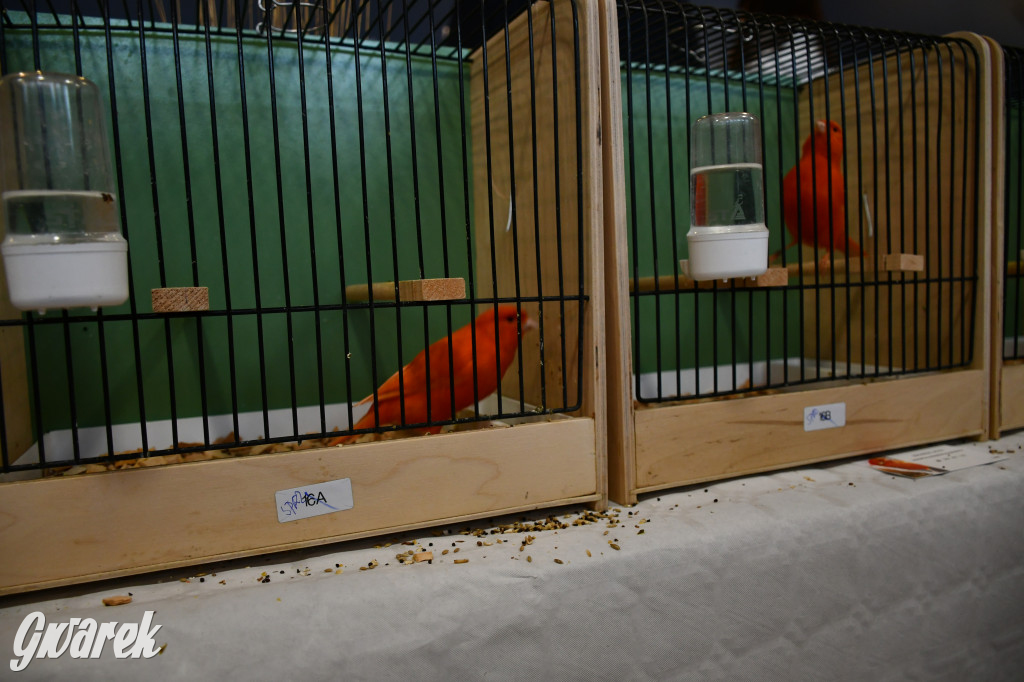 Radzionków. Kanarki i nie tylko, udana wystawa