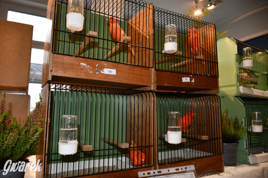 Radzionków. Kanarki i nie tylko, udana wystawa