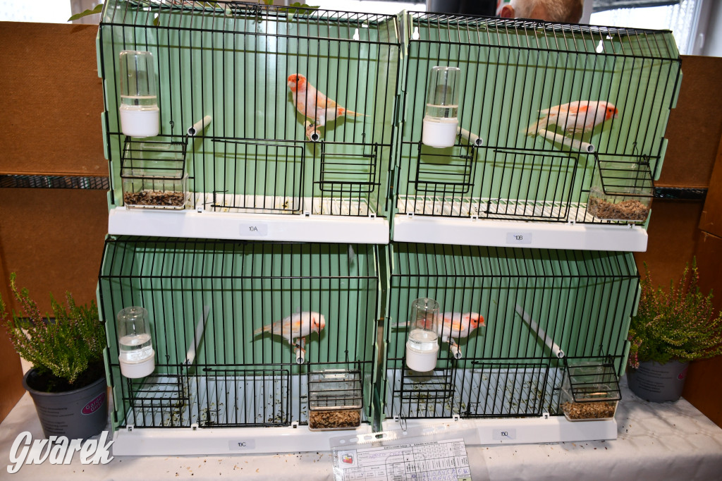 Radzionków. Kanarki i nie tylko, udana wystawa