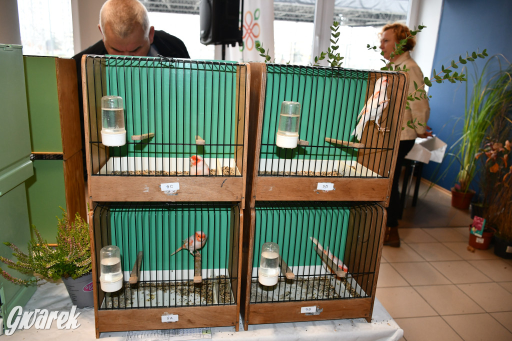 Radzionków. Kanarki i nie tylko, udana wystawa