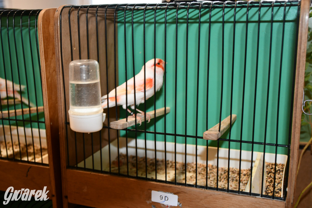 Radzionków. Kanarki i nie tylko, udana wystawa