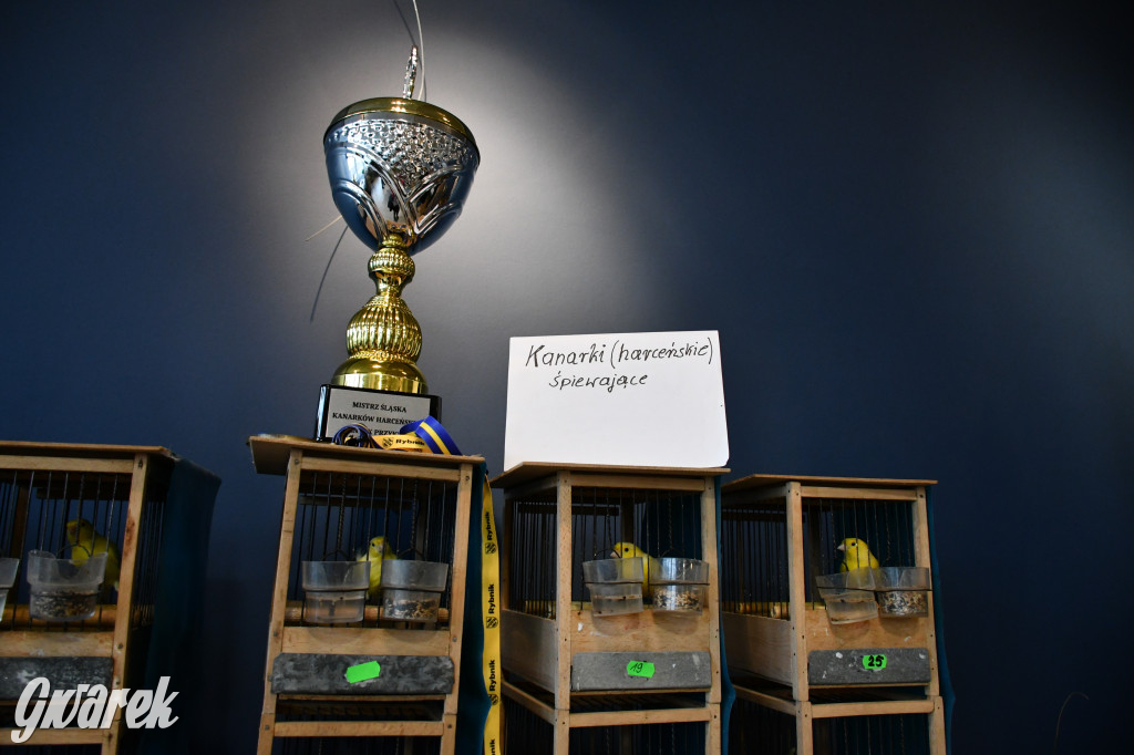 Radzionków. Kanarki i nie tylko, udana wystawa