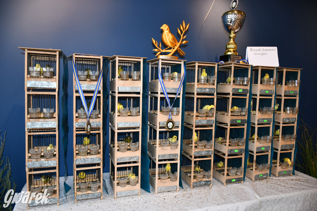 Radzionków. Kanarki i nie tylko, udana wystawa