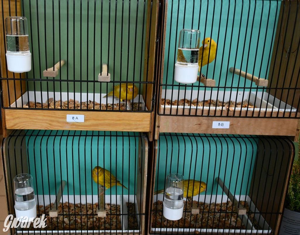 Radzionków. Kanarki i nie tylko, udana wystawa