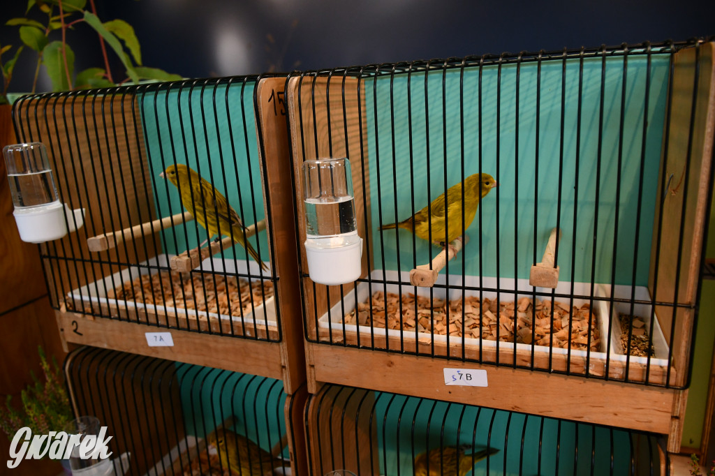 Radzionków. Kanarki i nie tylko, udana wystawa