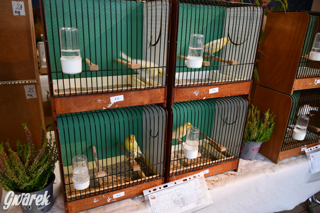 Radzionków. Kanarki i nie tylko, udana wystawa