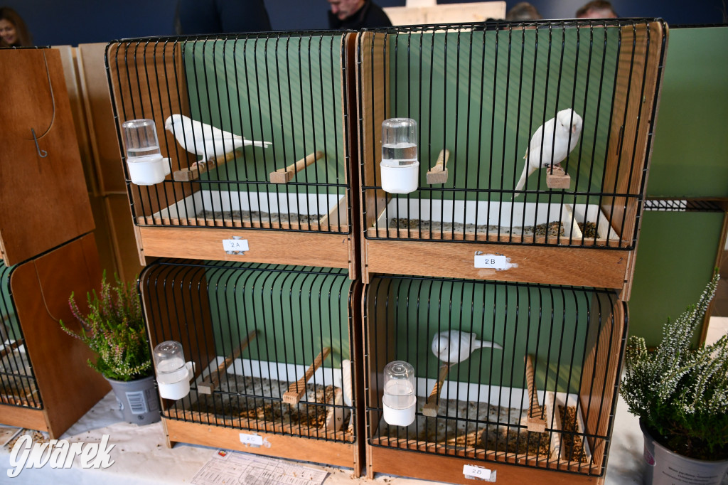 Radzionków. Kanarki i nie tylko, udana wystawa