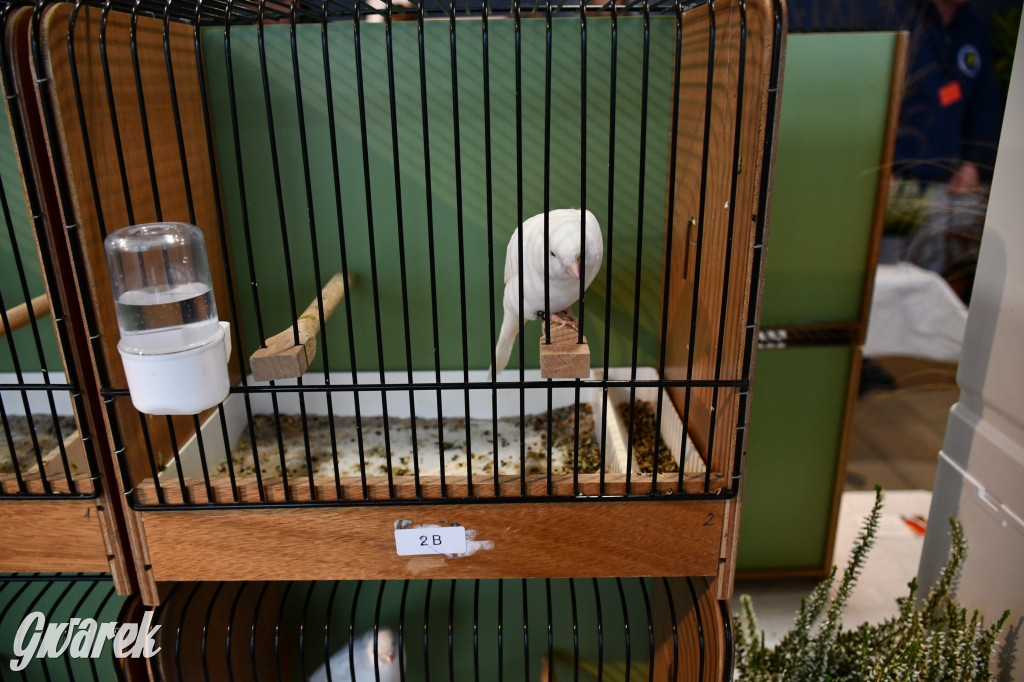 Radzionków. Kanarki i nie tylko, udana wystawa