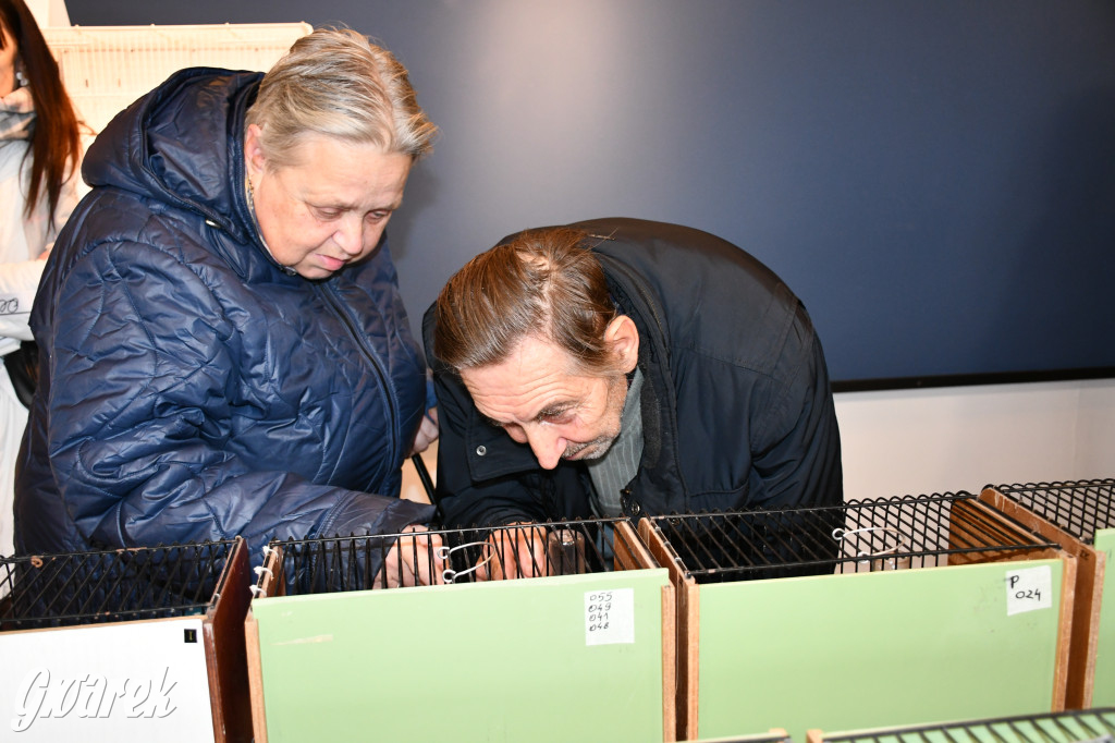 Radzionków. Kanarki i nie tylko, udana wystawa