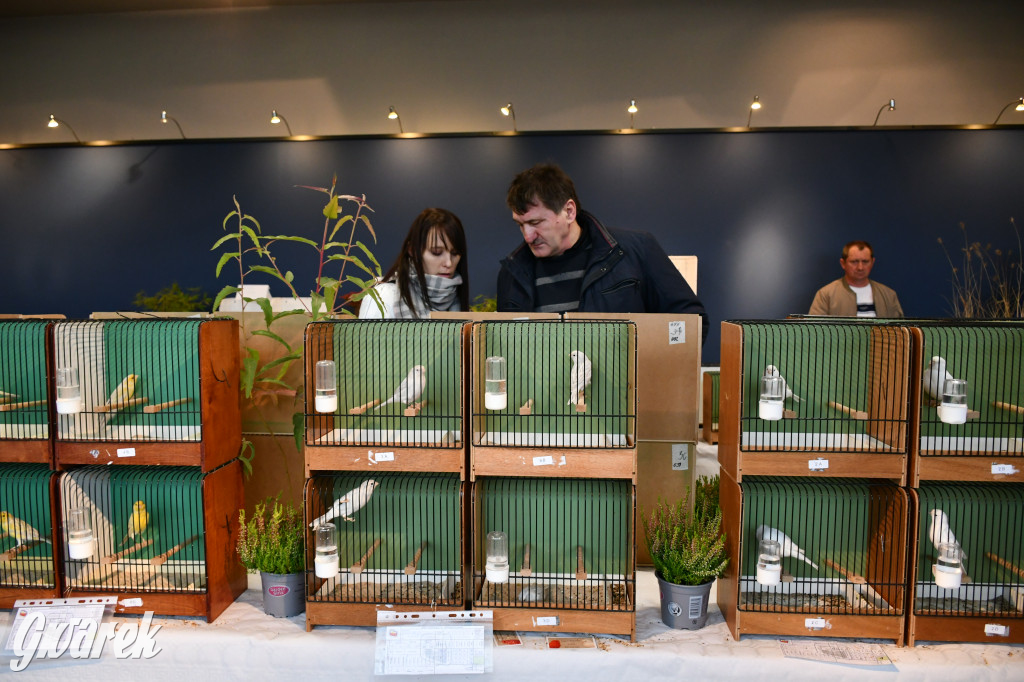 Radzionków. Kanarki i nie tylko, udana wystawa