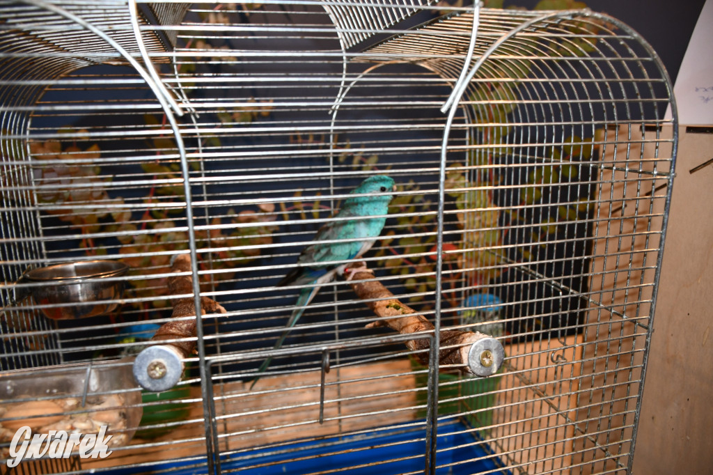 Radzionków. Kanarki i nie tylko, udana wystawa