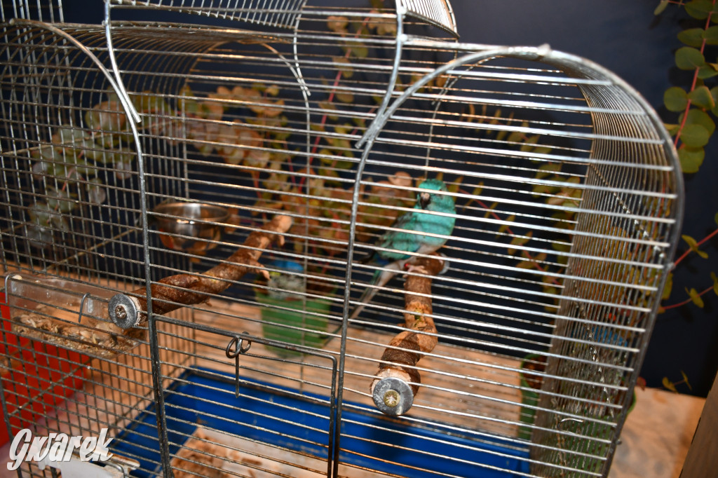 Radzionków. Kanarki i nie tylko, udana wystawa