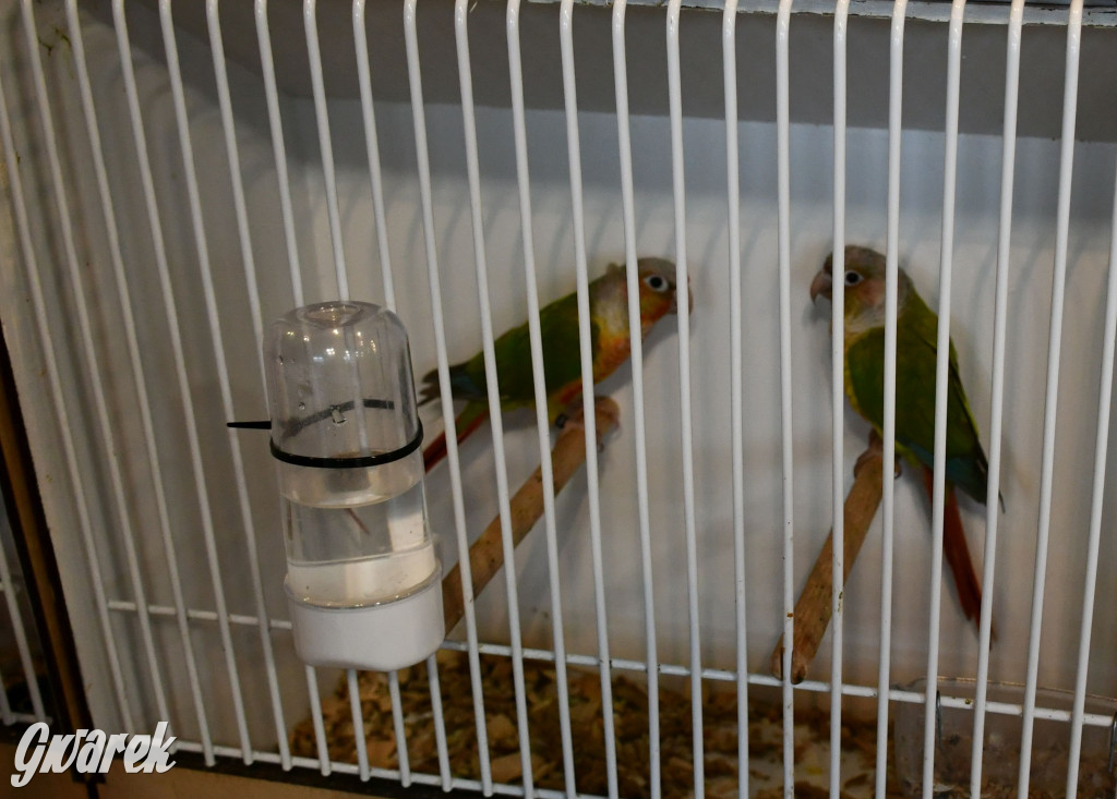 Radzionków. Kanarki i nie tylko, udana wystawa