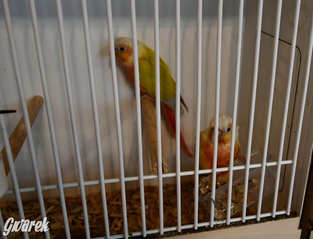 Radzionków. Kanarki i nie tylko, udana wystawa