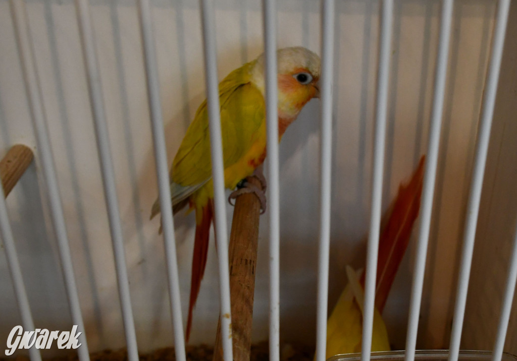 Radzionków. Kanarki i nie tylko, udana wystawa