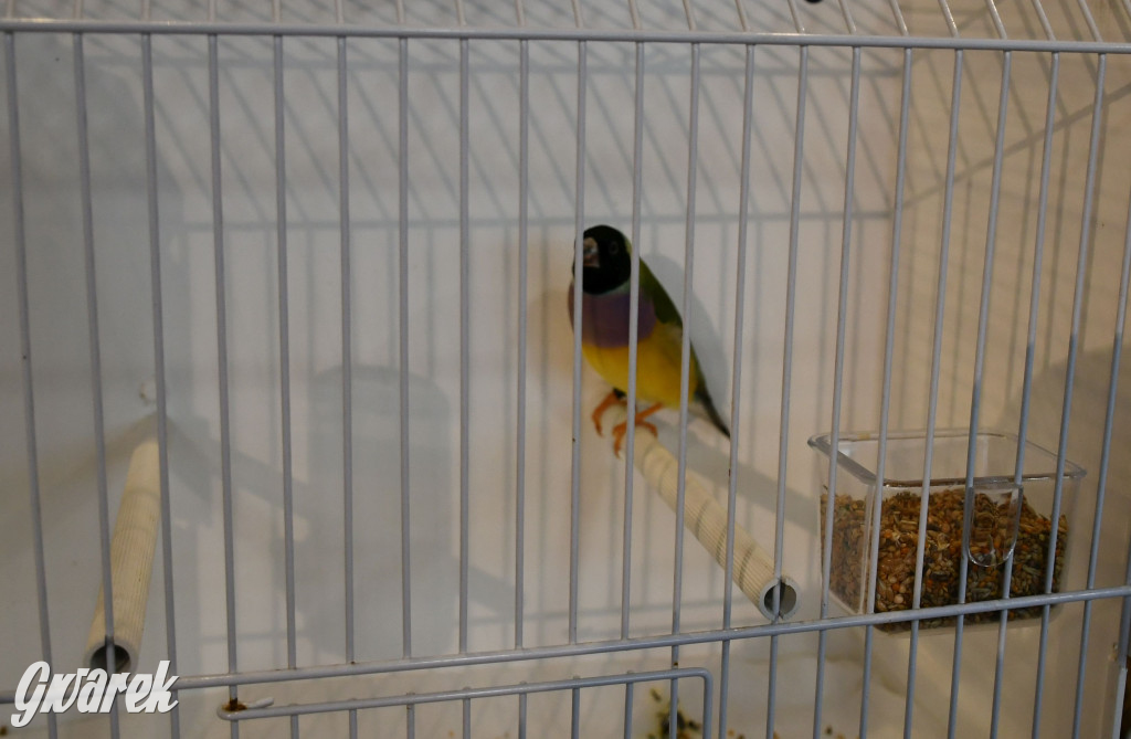 Radzionków. Kanarki i nie tylko, udana wystawa