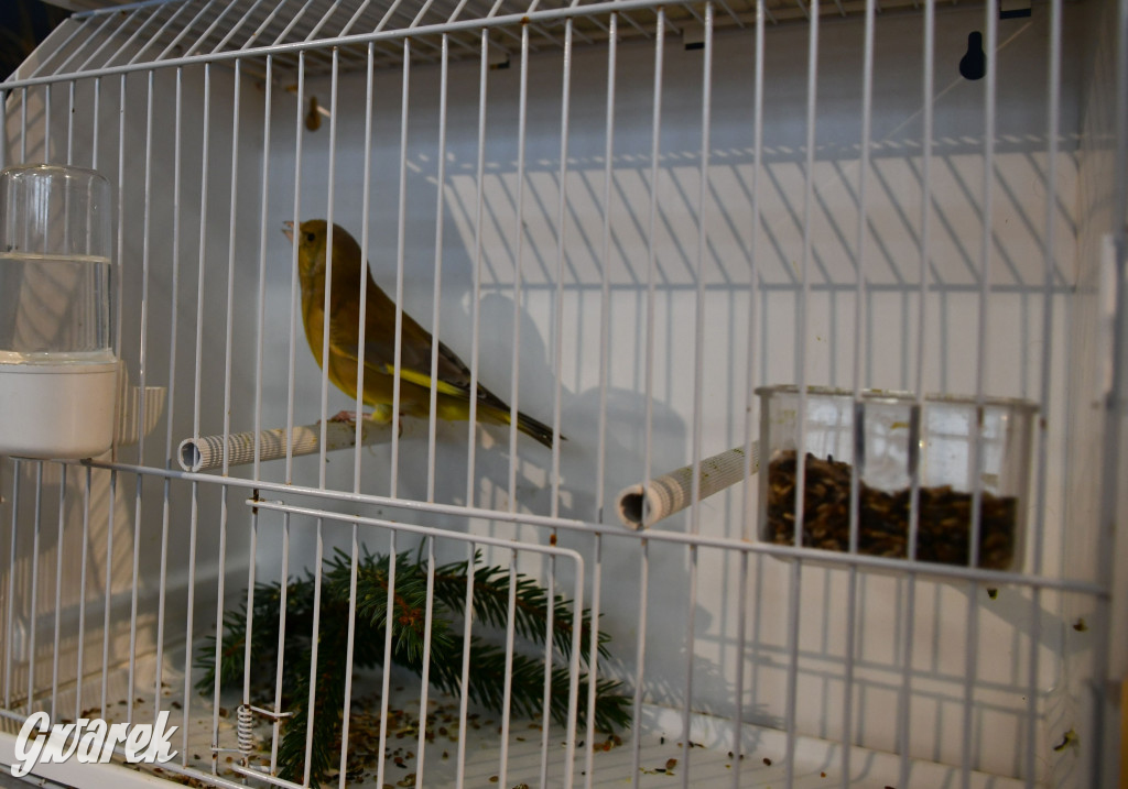 Radzionków. Kanarki i nie tylko, udana wystawa