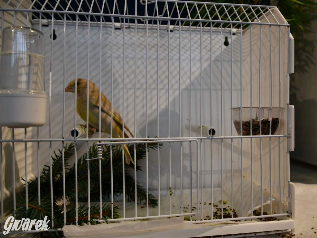 Radzionków. Kanarki i nie tylko, udana wystawa