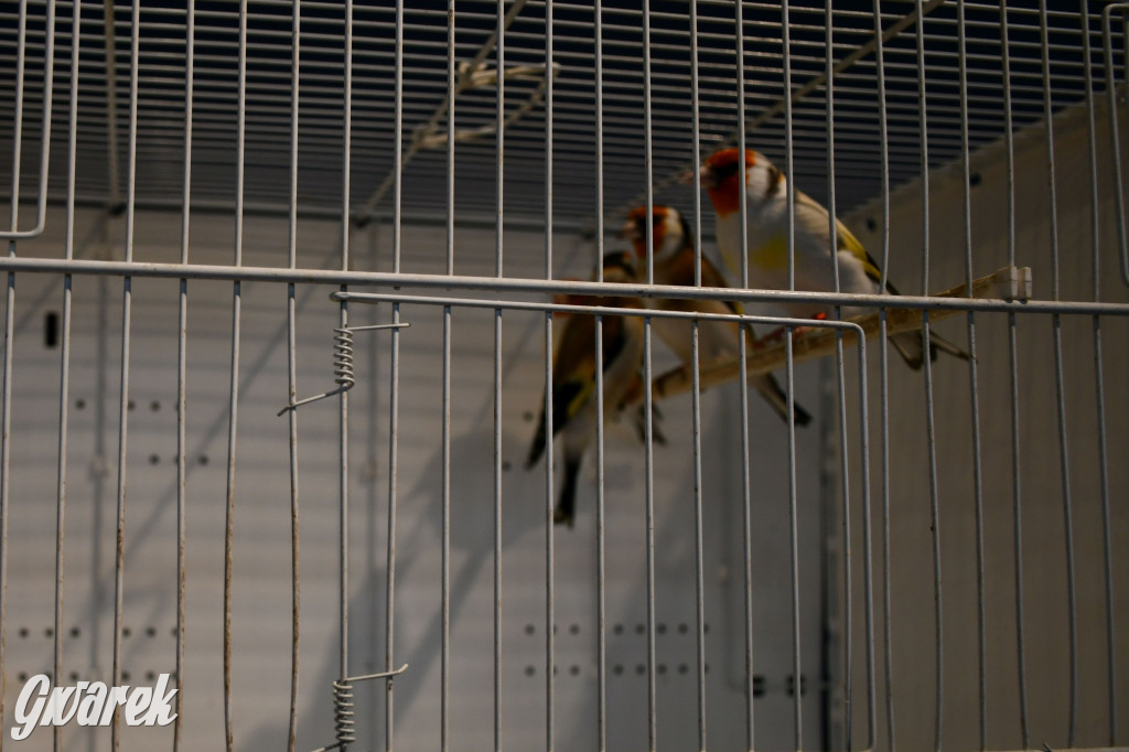 Radzionków. Kanarki i nie tylko, udana wystawa