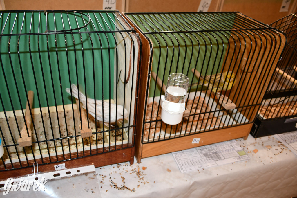 Radzionków. Kanarki i nie tylko, udana wystawa